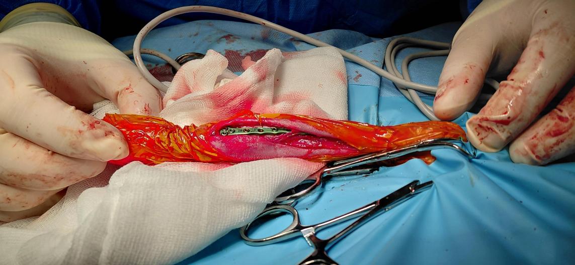 Sterile chirurgische Instrumente Tiermedizin